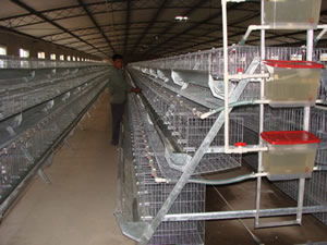 黎平鴿子籠出售,誠信絲網(wǎng)保障質(zhì)量